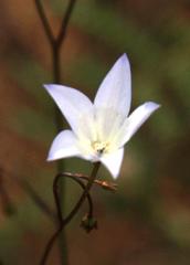 Wahlenbergia obovata