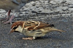 Passer hispaniolensis hispaniolensis
