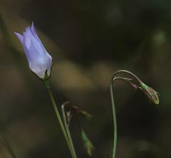 Wahlenbergia obovata