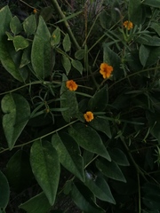 Melampodium linearilobum