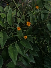 Melampodium linearilobum