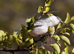 Dryoscopus cubla okavangensis