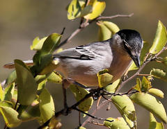 Dryoscopus cubla okavangensis