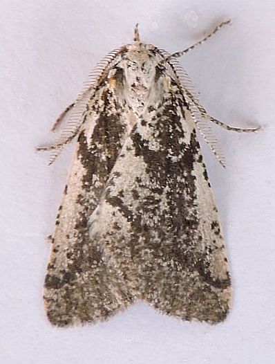 Eucaterva bonniwelli