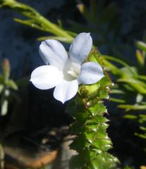 Roella amplexicaulis