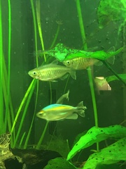 Phenacogrammus interruptus