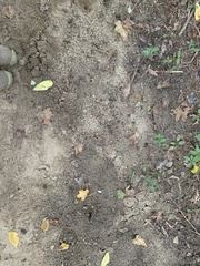 Scalopinae