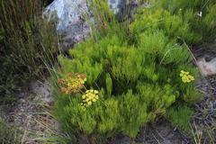 Nanobubon strictum