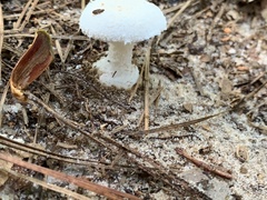 Amanita