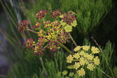 Nanobubon strictum