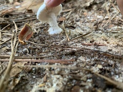 Amanita
