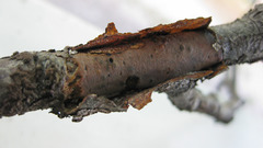 Vuilleminia comedens