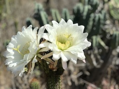 Trichocereus spachianus