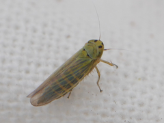 Cicadula