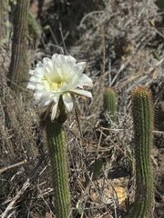 Trichocereus spachianus