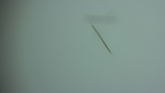 Aphanizomenon flosaquae