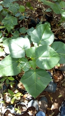 Jatropha gaumeri
