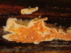 Leucogyrophana mollusca