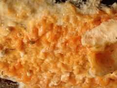 Leucogyrophana mollusca