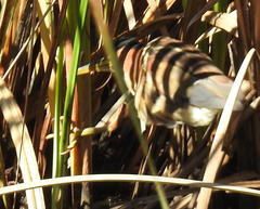 Ixobrychus minutus payesii