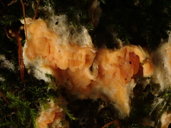 Leucogyrophana mollusca