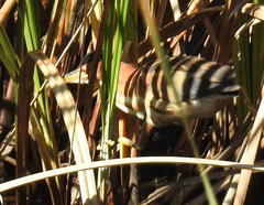 Ixobrychus minutus payesii