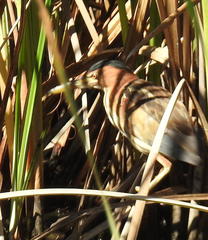 Ixobrychus minutus payesii