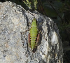 Epipodisma pedemontana