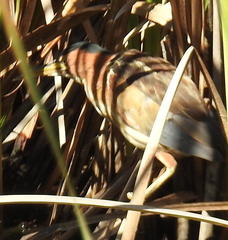 Ixobrychus minutus payesii