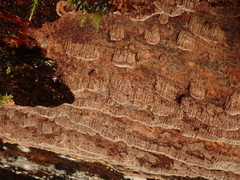 Fuscoporia ferruginosa