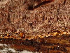 Fuscoporia ferruginosa