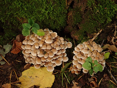 Britzelmayria multipedata