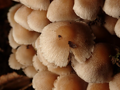 Britzelmayria multipedata