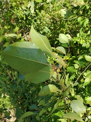 Magnoliopsida