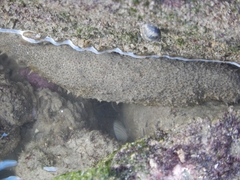 Holothuria grisea
