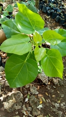 Jatropha gaumeri