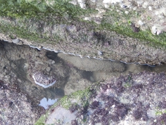 Holothuria grisea