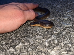 Liodytes rigida deltae