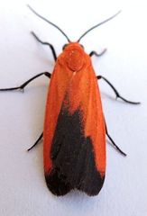 Ptychoglene coccinea