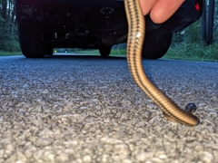 Liodytes rigida deltae