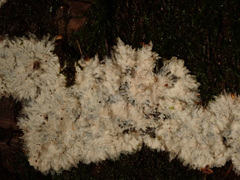 Phlebia centrifuga