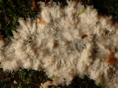 Phlebia centrifuga