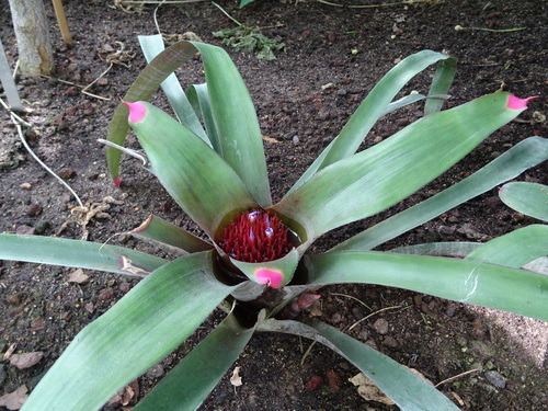 Fingernail Plant