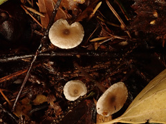 Tephrocybe mephitica