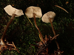 Tephrocybe mephitica