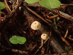Marasmius wettsteinii