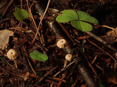 Marasmius wettsteinii