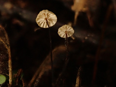 Marasmius wettsteinii