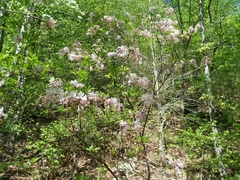 Rhododendron periclymenoides