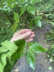 Euonymus occidentalis occidentalis